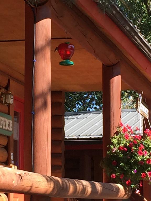 Teton Valley Cabins Driggs Kültér fotó